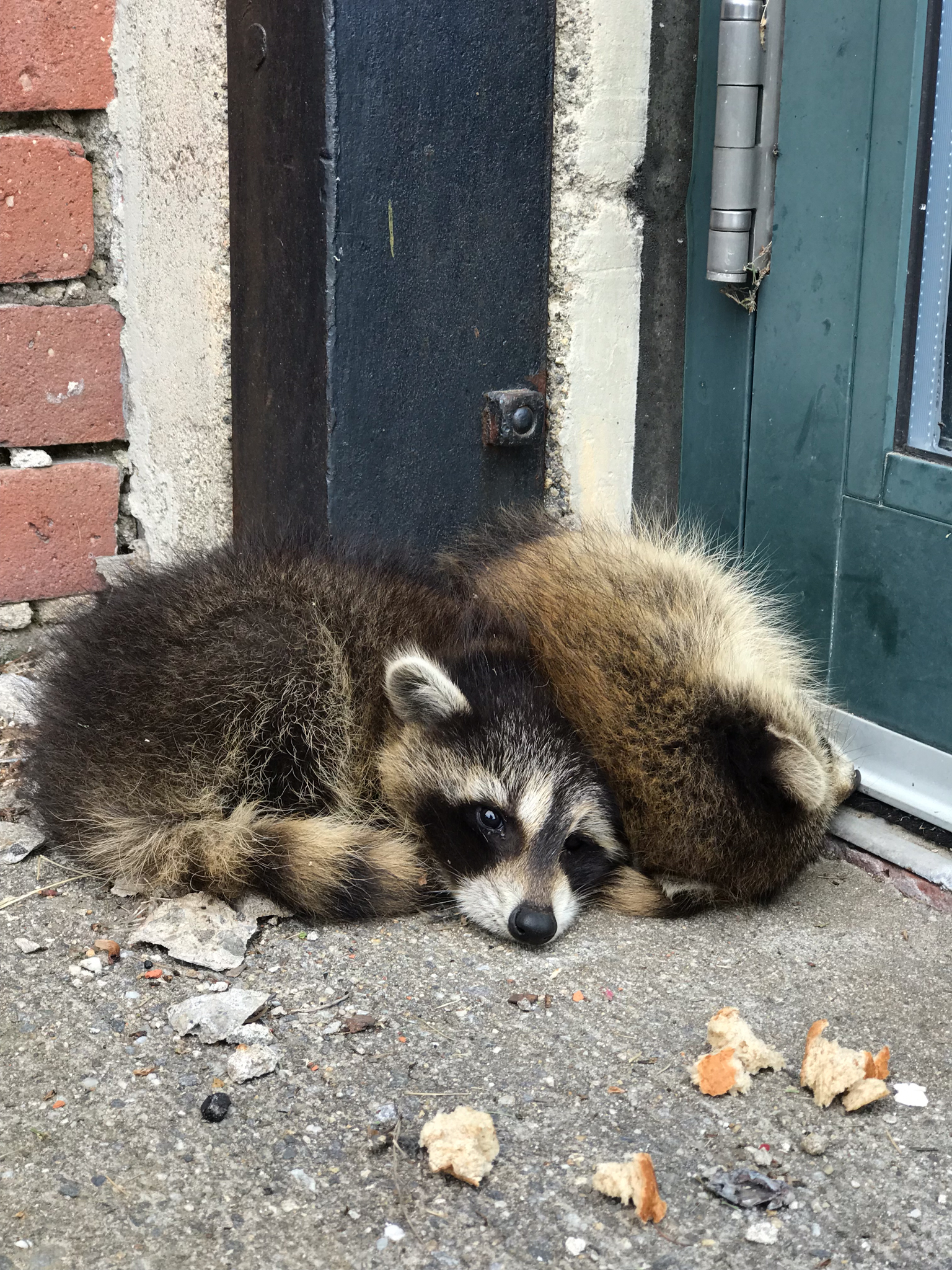 raccoons cuddling